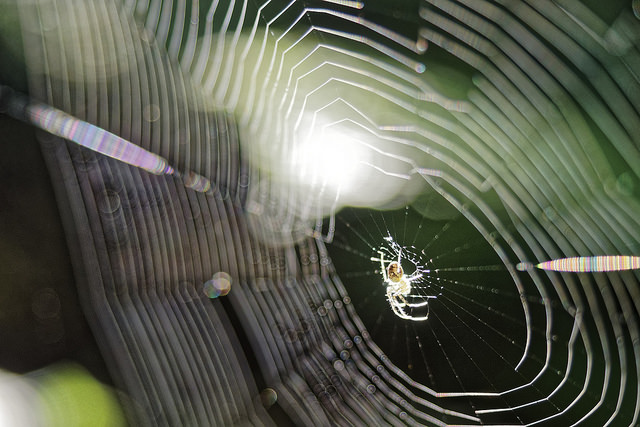 Что такое  Spider web и как она поможет выучить слова к HSK